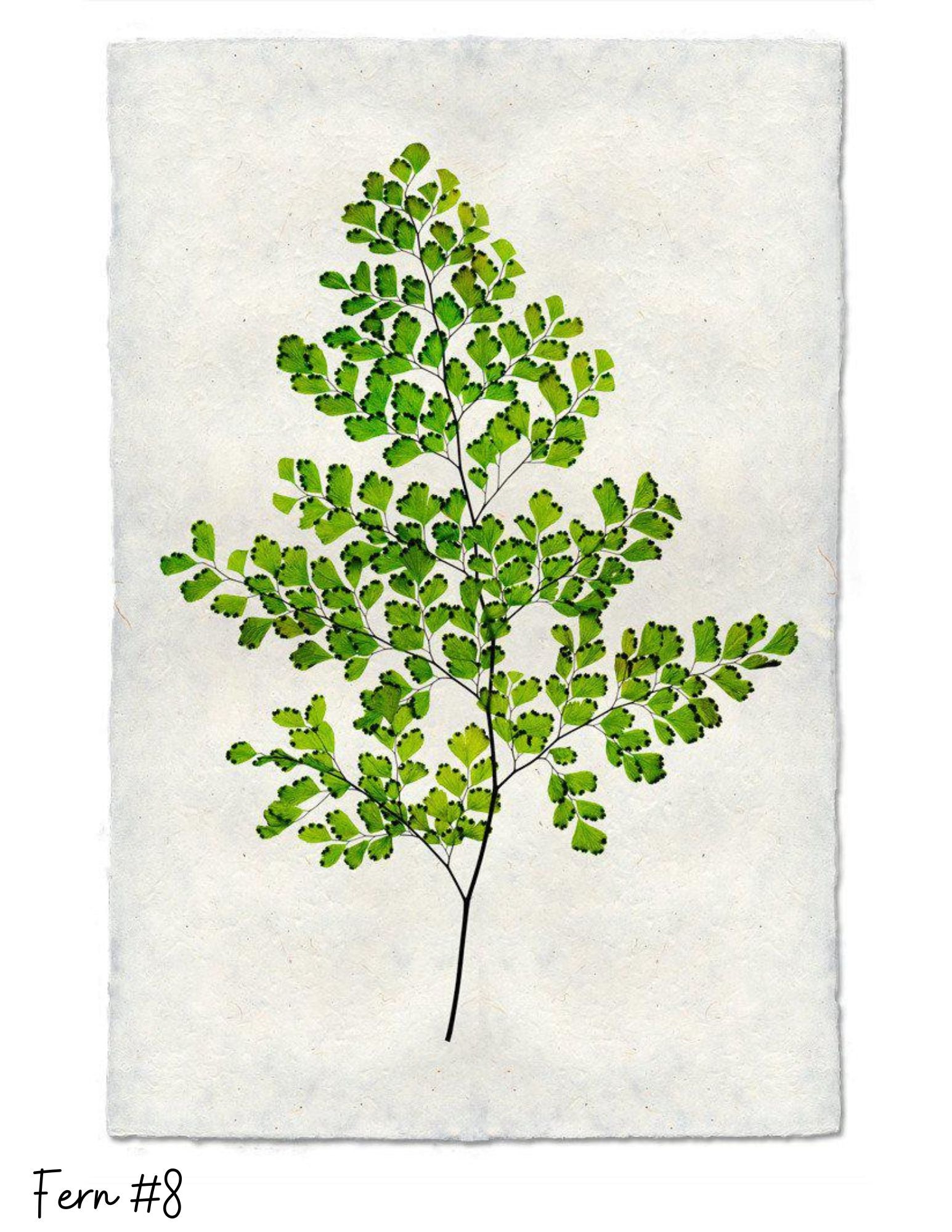 Sérigraphies Barloga 9" x 14"