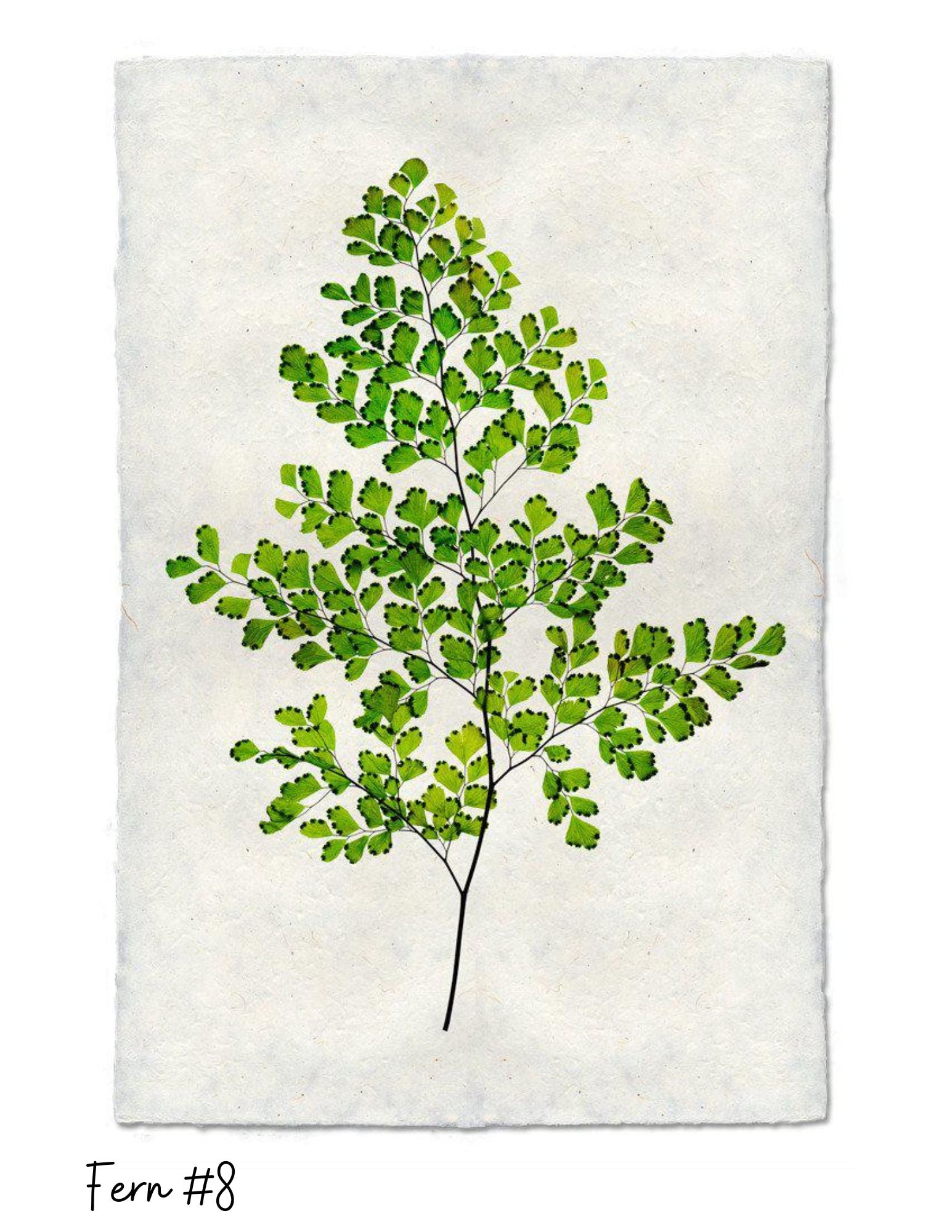 Sérigraphies - Barloga