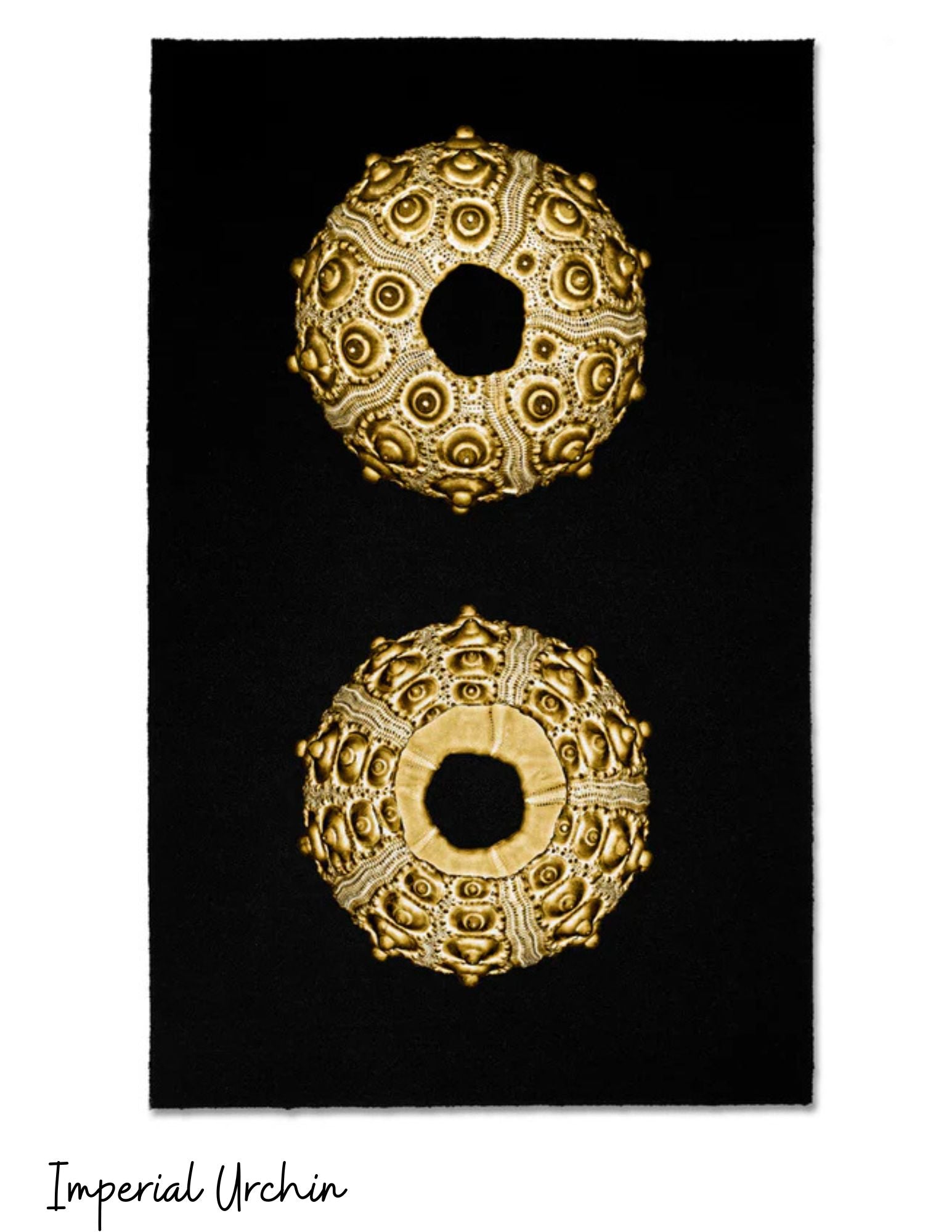 Sérigraphies - Barloga