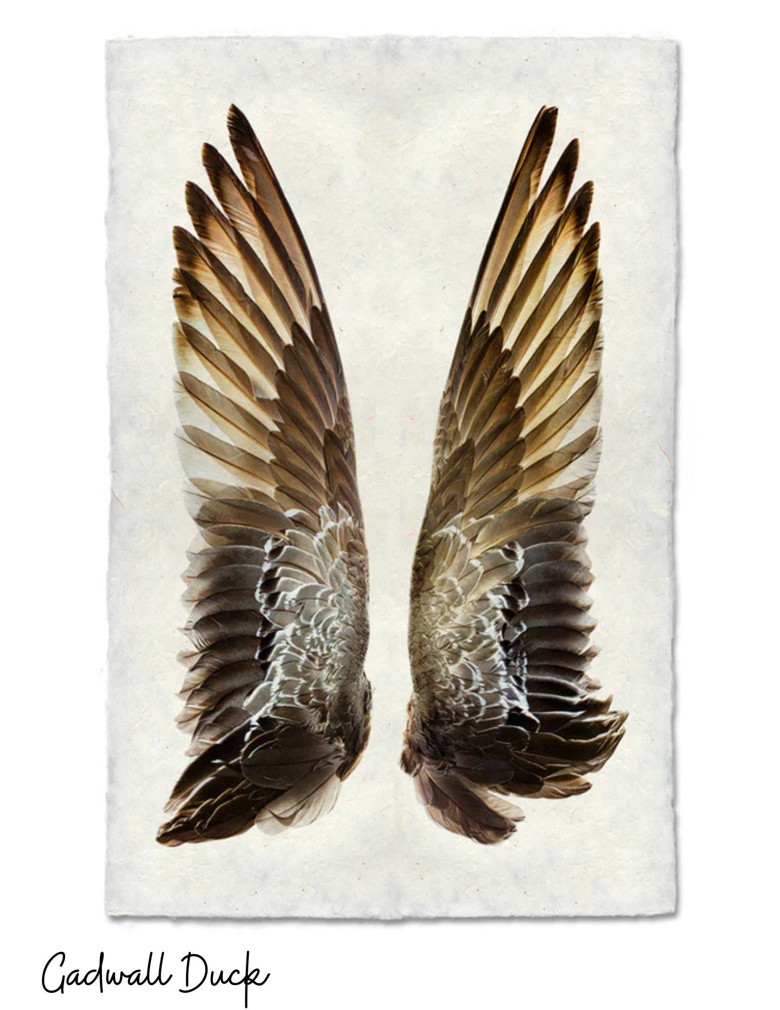 Sérigraphies - Barloga