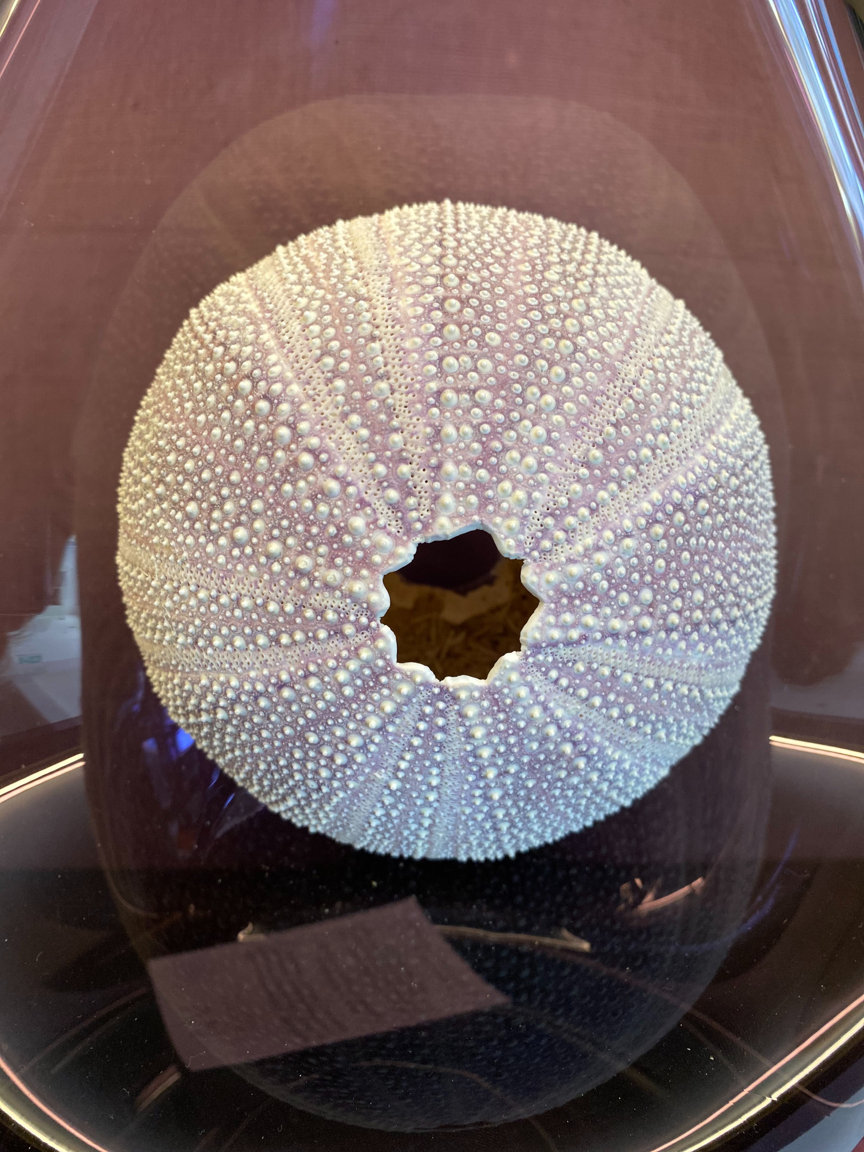 Vase Vanessa Mitrani - Ocean 08