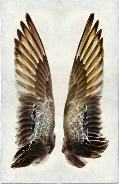 Sérigraphie Barloga - Gadwall Duck Wings